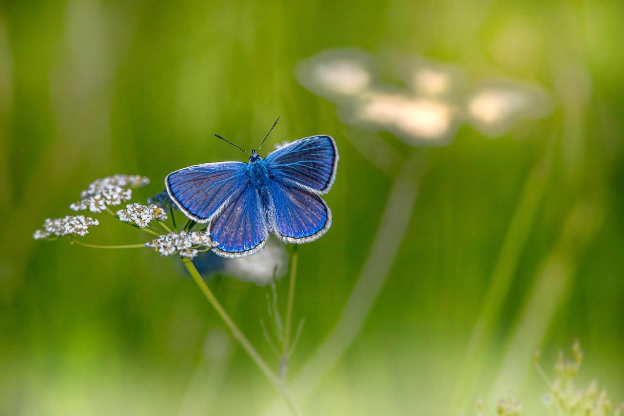 mazarine blue, butterfly, flower, pollinate, pollination, insect, winged insect, butterfly wings, bloom, flower wallpaper, blossom, flora, fauna, beautiful flowers, nature, close up, flower background, polyommatus semiargus